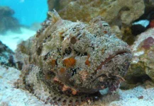 Stonefish-in-camouflage.webp