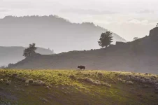 lone-bison-940x626.webp lone-bison-940x626.webp