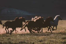 ranch-horses-wyoming-940x627.webp ranch-horses-wyoming-940x627.webp