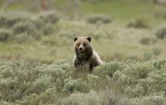 grizzly-bear-940x593.webp grizzly-bear-940x593.webp