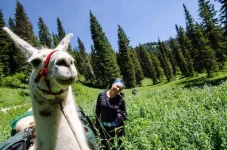 wyoming-llama-tour-940x622.webp wyoming-llama-tour-940x622.webp