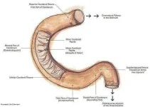 640px-Duodenumanatomy.webp 640px-Duodenumanatomy.webp