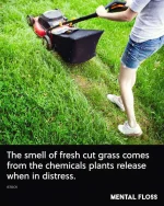 fresh_cut_grass2x.webp