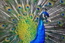 iStock_68560287_SMALL.webp iStock_68560287_SMALL.webp