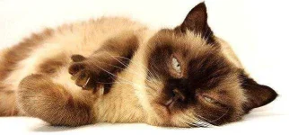 british-shorthair-3113513_640.webp