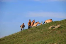 wild-horses-mongolia_06.webp wild-horses-mongolia_06.webp