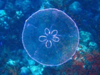 Patcipa_meduza.jpg.860x0_q70_crop-smart.webp