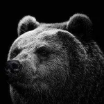 Black-Bear-Wallpapers-300x300.jpg Black-Bear-Wallpapers-300x300.jpg