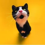 Funny Cat Wallpapers.jpg Funny Cat Wallpapers.jpg