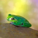 Frog Wallpapers.jpg Frog Wallpapers.jpg