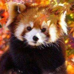 Red-Panda-Wallpapers-300x300.jpg Red-Panda-Wallpapers-300x300.jpg