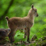 Goat-Wallpapers-300x300.jpg Goat-Wallpapers-300x300.jpg