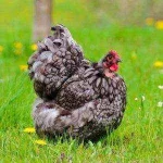 Chicken-Wallpapers-300x300.jpg Chicken-Wallpapers-300x300.jpg