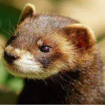 Ferret-Wallpapers-300x300.jpg Ferret-Wallpapers-300x300.jpg