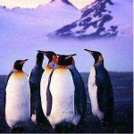 Penguin-Wallpapers-300x300.jpg Penguin-Wallpapers-300x300.jpg