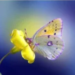Butterfly and Flower.jpg Butterfly and Flower.jpg