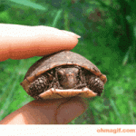 200.gif