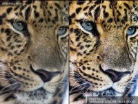 LR PRESET.webp LR PRESET.webp