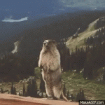 200.gif