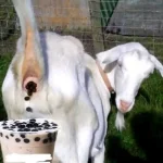 Tapioca.webp