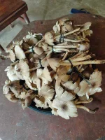 mushroom.webp