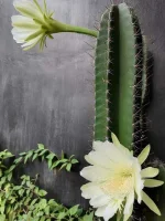 cactus.webp