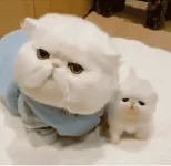 cat.webp