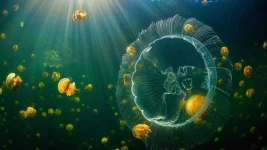 Jellyfish-Wallpaper.jpg Jellyfish-Wallpaper.jpg