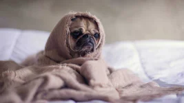 Fawn-Pug-Wallpaper.jpg Fawn-Pug-Wallpaper.jpg
