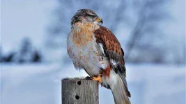 Ferruginous Hawk.jpg