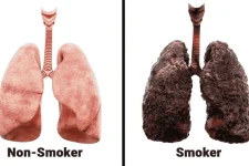 Scientists-Explain-What-*******-Every-Day-Does-To-Your-Lungs.webp
