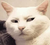 ADD TO CAT.webp