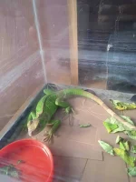 Iggy.webp