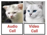cats.jpg