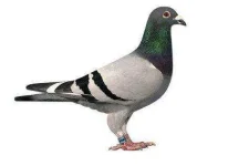 5a0b47800332ad3dde6dec8f--le-pigeon-homing-pigeons.webp