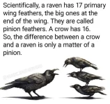 crow.jpg