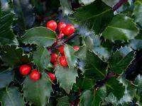 holly.webp