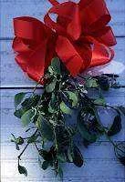 mistletoe005a.jpg