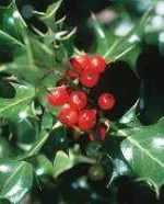 holly-berry.jpg