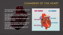 Chambers-of-the-Heart.webp