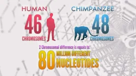 Nucleotides_Enhanced.webp