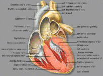 heart diagram.gif