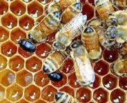 bees_hivebeetlemed.jpg