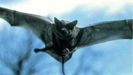 bats.jpeg
