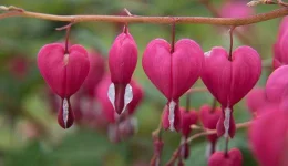 Bleeding Heart plant two-column.jpg.thumb.768.768.webp Bleeding Heart plant two-column.jpg.thumb.768.768.webp