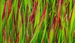 Japanese Bloodweed plant two-column.jpg.thumb.768.768.webp Japanese Bloodweed plant two-column.jpg.thumb.768.768.webp