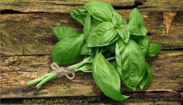 Basil plant two-column.jpg.thumb.768.768.webp Basil plant two-column.jpg.thumb.768.768.webp