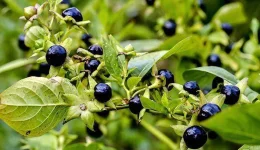 Belladonna two-column.jpg.thumb.768.768.webp Belladonna two-column.jpg.thumb.768.768.webp