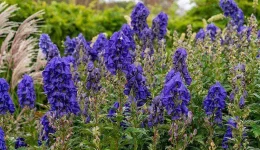 Wolfsbane two-column.jpg.thumb.768.768.webp Wolfsbane two-column.jpg.thumb.768.768.webp