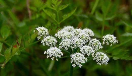 Hemlock two column.jpg.thumb.768.768.webp Hemlock two column.jpg.thumb.768.768.webp